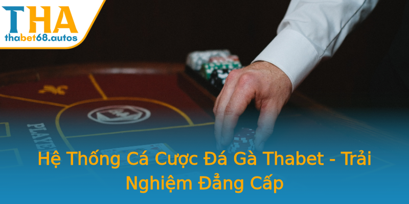 Hệ Thống Cá Cược Đá Gà Thabet - Trải Nghiệm Đẳng Cấp Hệ Thống Cá Cược Đá Gà Thabet - Trải Nghiệm Đẳng Cấp